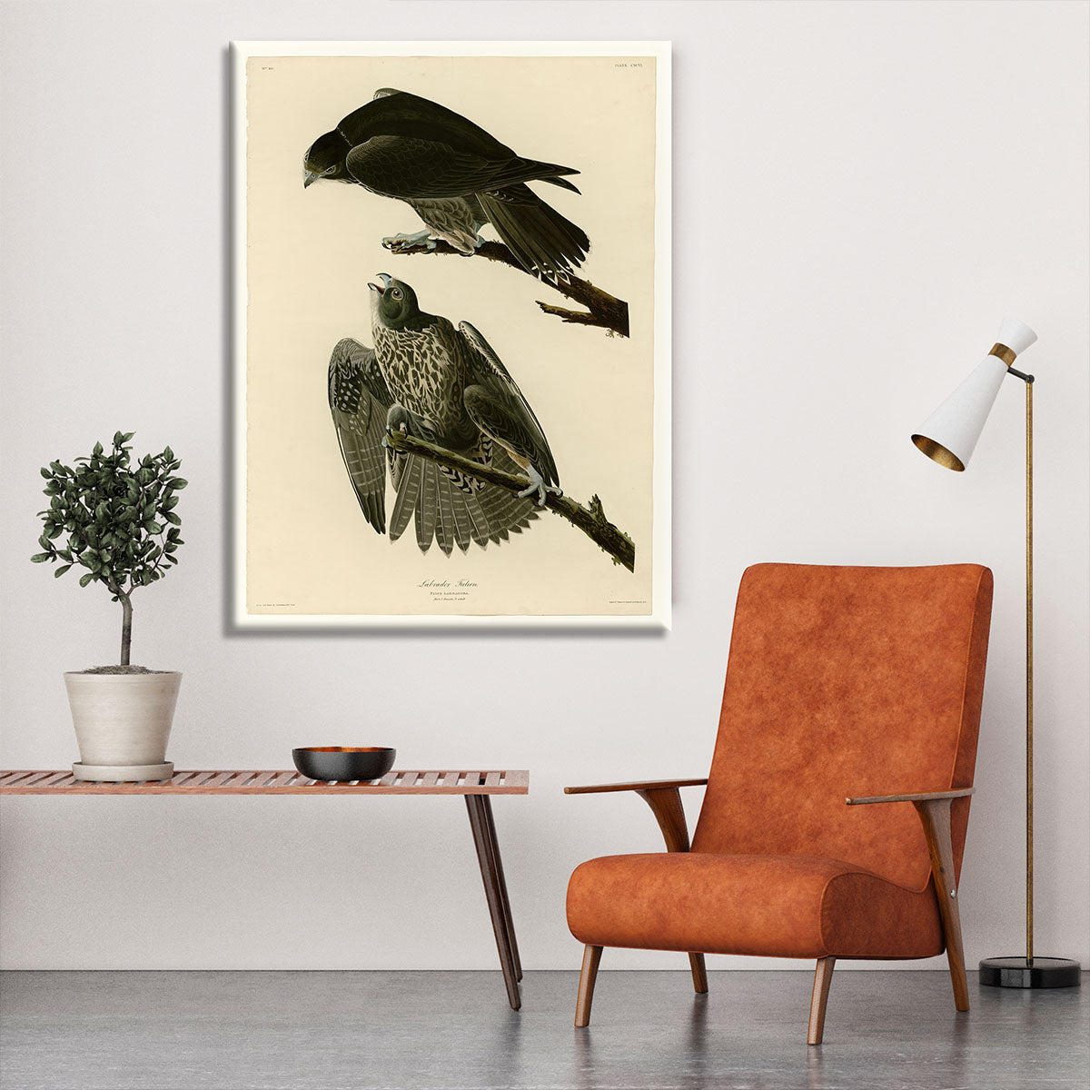 Labrador Falcon by Audubon Canvas Print or Poster - Canvas Art Rocks - 6
