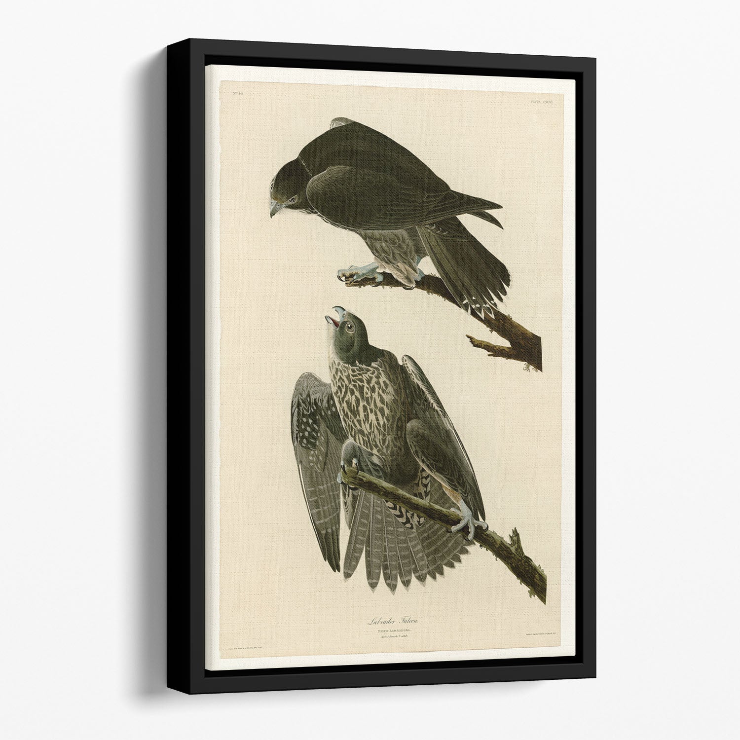 Labrador Falcon by Audubon Floating Framed Canvas