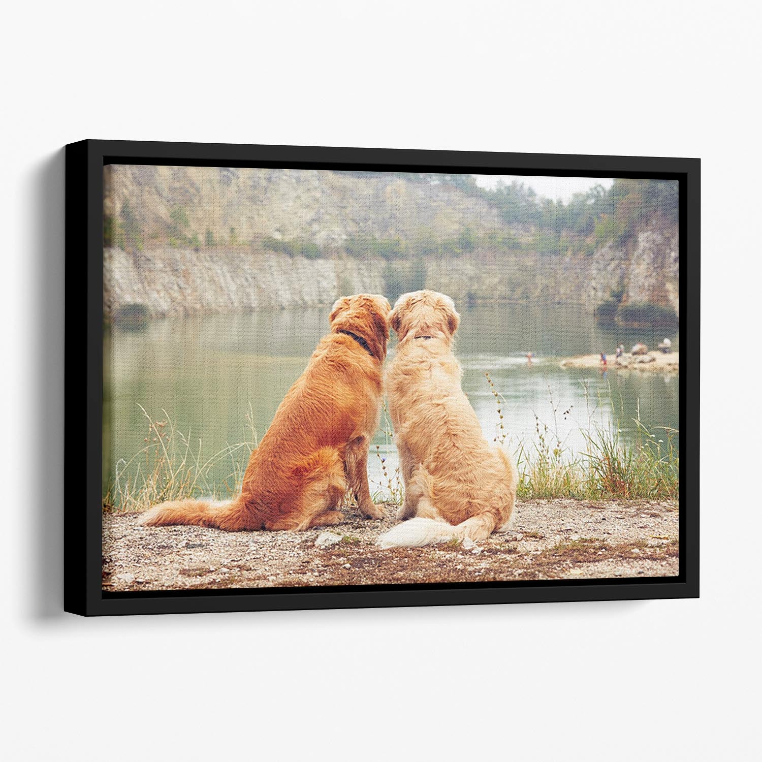 Lake for swimming. Two golden retriever dogs Floating Framed Canvas - Canvas Art Rocks - 1