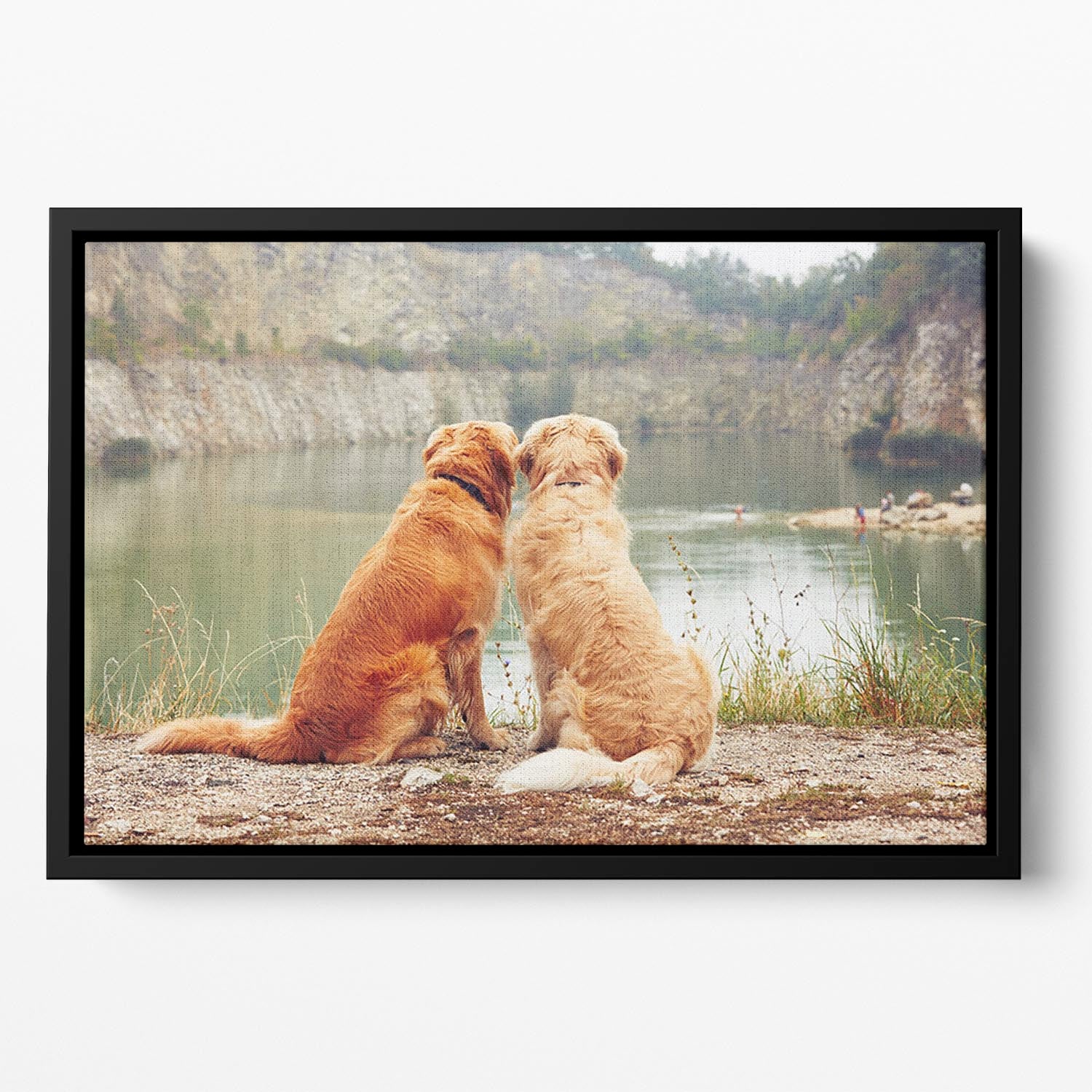 Lake for swimming. Two golden retriever dogs Floating Framed Canvas - Canvas Art Rocks - 2