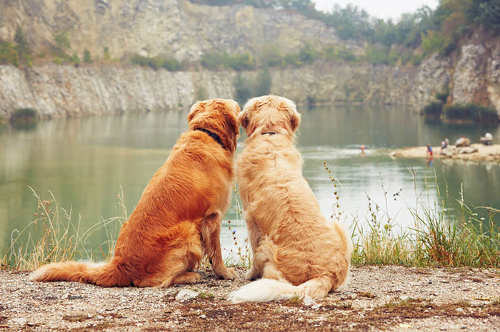 Lake for swimming. Two golden retriever dogs Wall Mural Wallpaper