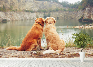 Lake for swimming. Two golden retriever dogs Wall Mural Wallpaper - Canvas Art Rocks - 4