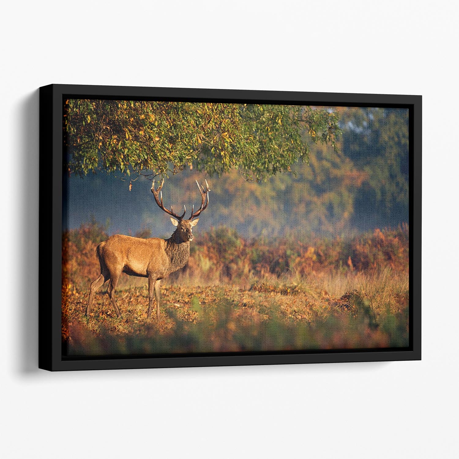 Large red deer stag in autumn Floating Framed Canvas - Canvas Art Rocks - 1