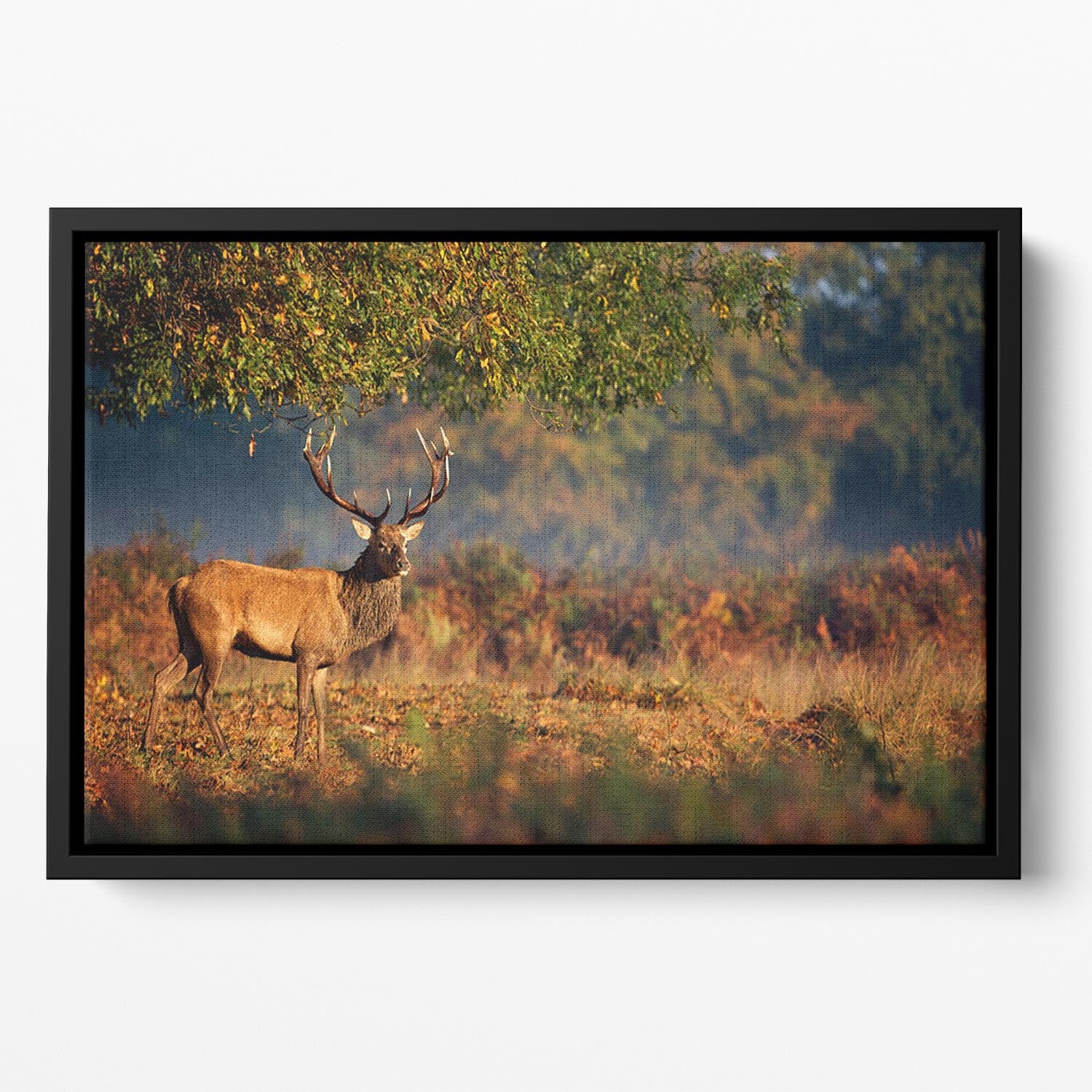 Large red deer stag in autumn Floating Framed Canvas - Canvas Art Rocks - 2