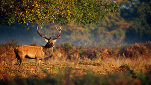 Large red deer stag in autumn Wall Mural Wallpaper - Canvas Art Rocks - 1
