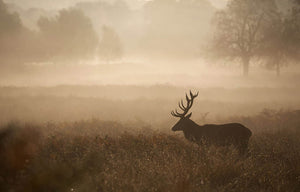 Large red deer stag in autumn mist Wall Mural Wallpaper - Canvas Art Rocks - 1