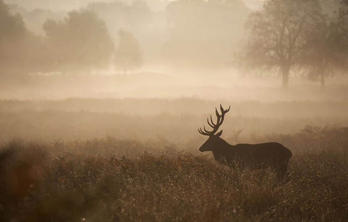 Large red deer stag in autumn mist Wall Mural Wallpaper