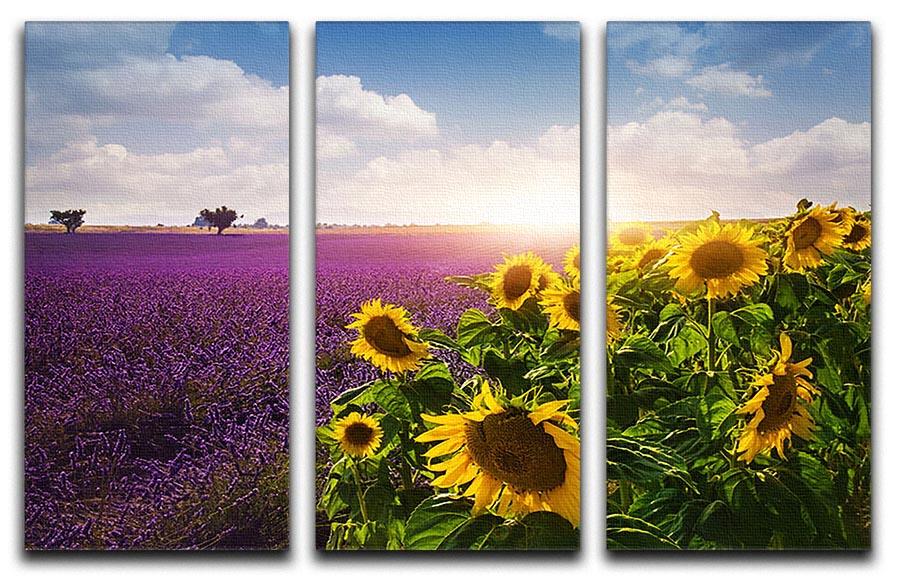 Lavender and sunflowers fields 3 Split Panel Canvas Print - Canvas Art Rocks - 1
