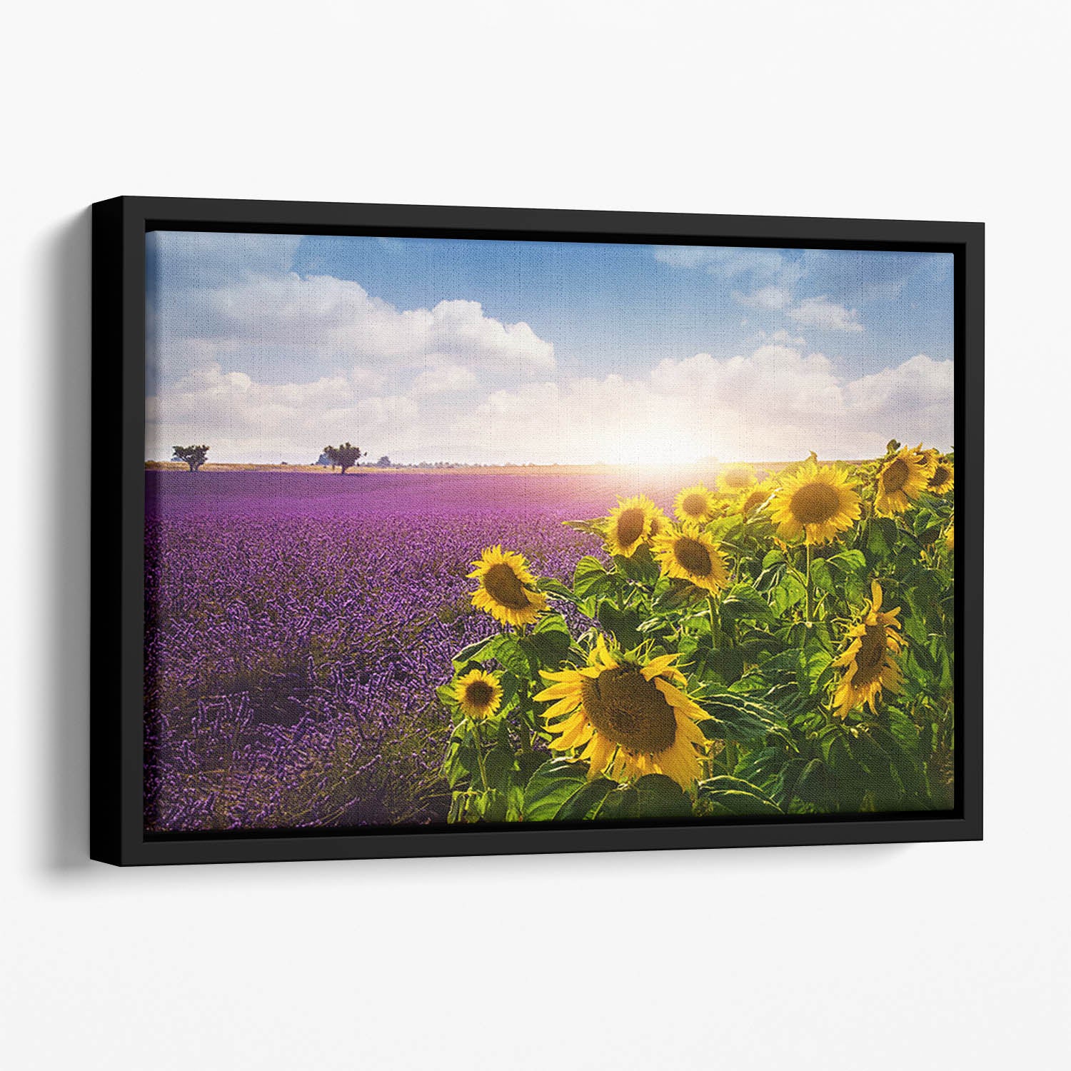 Lavender and sunflowers fields Floating Framed Canvas