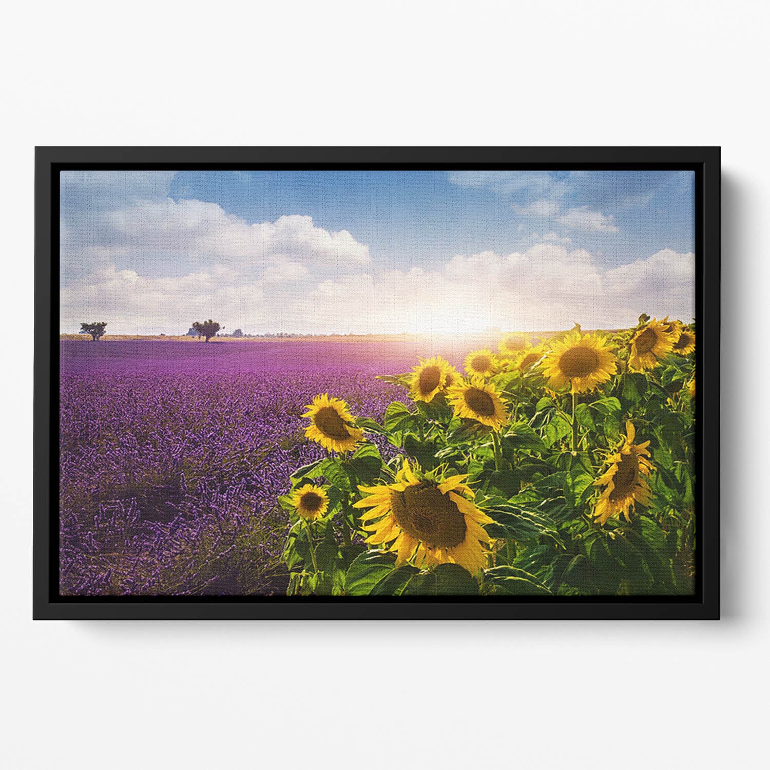 Lavender and sunflowers fields Floating Framed Canvas