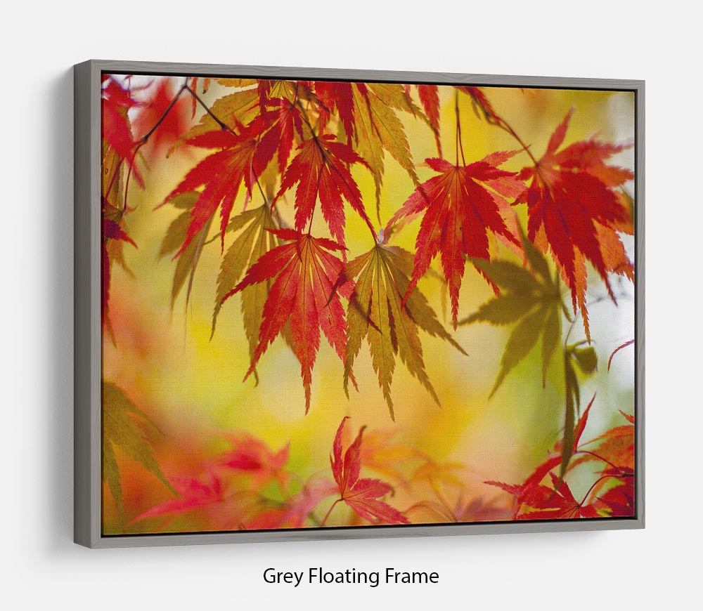 Leaf Patterns Floating Frame Canvas - Canvas Art Rocks - 3