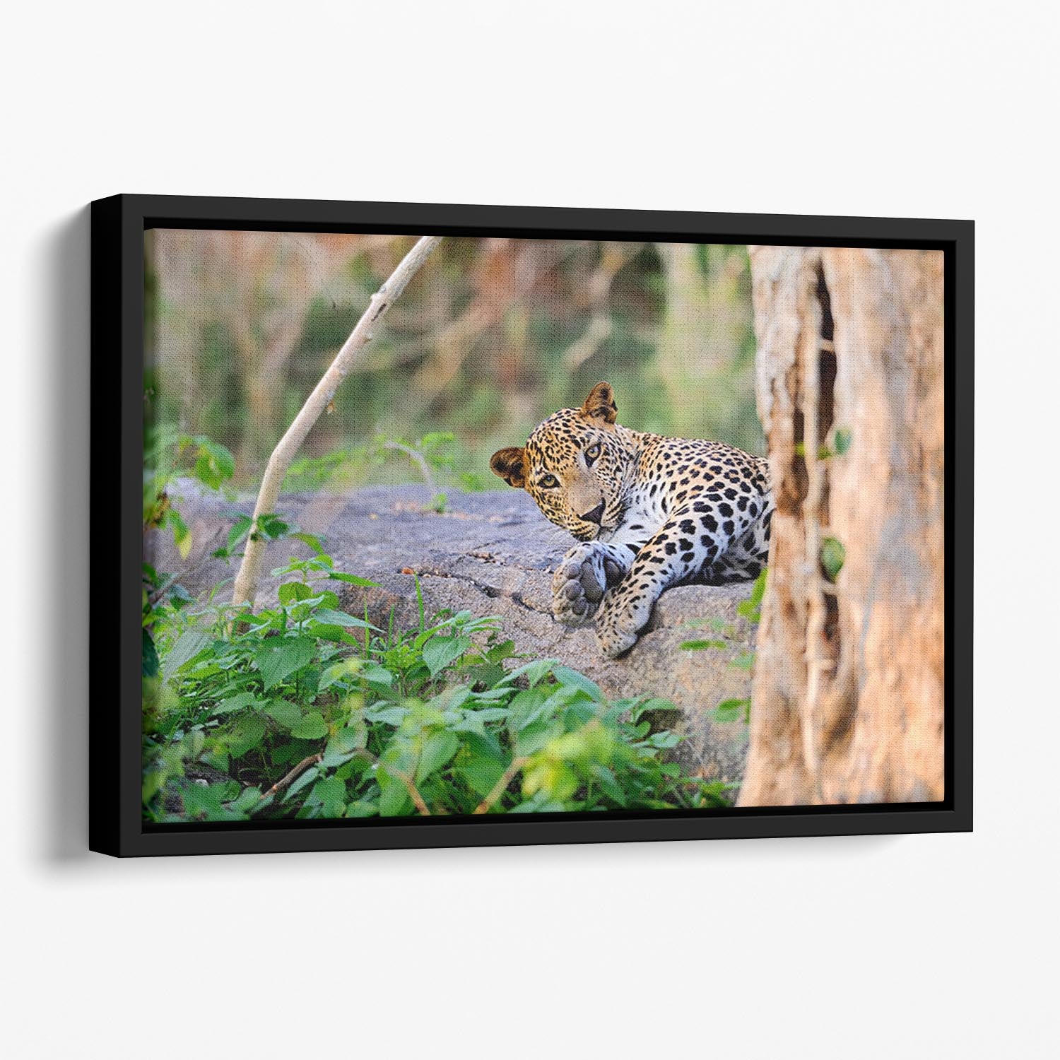 Leopard in the wild Floating Framed Canvas - Canvas Art Rocks - 1