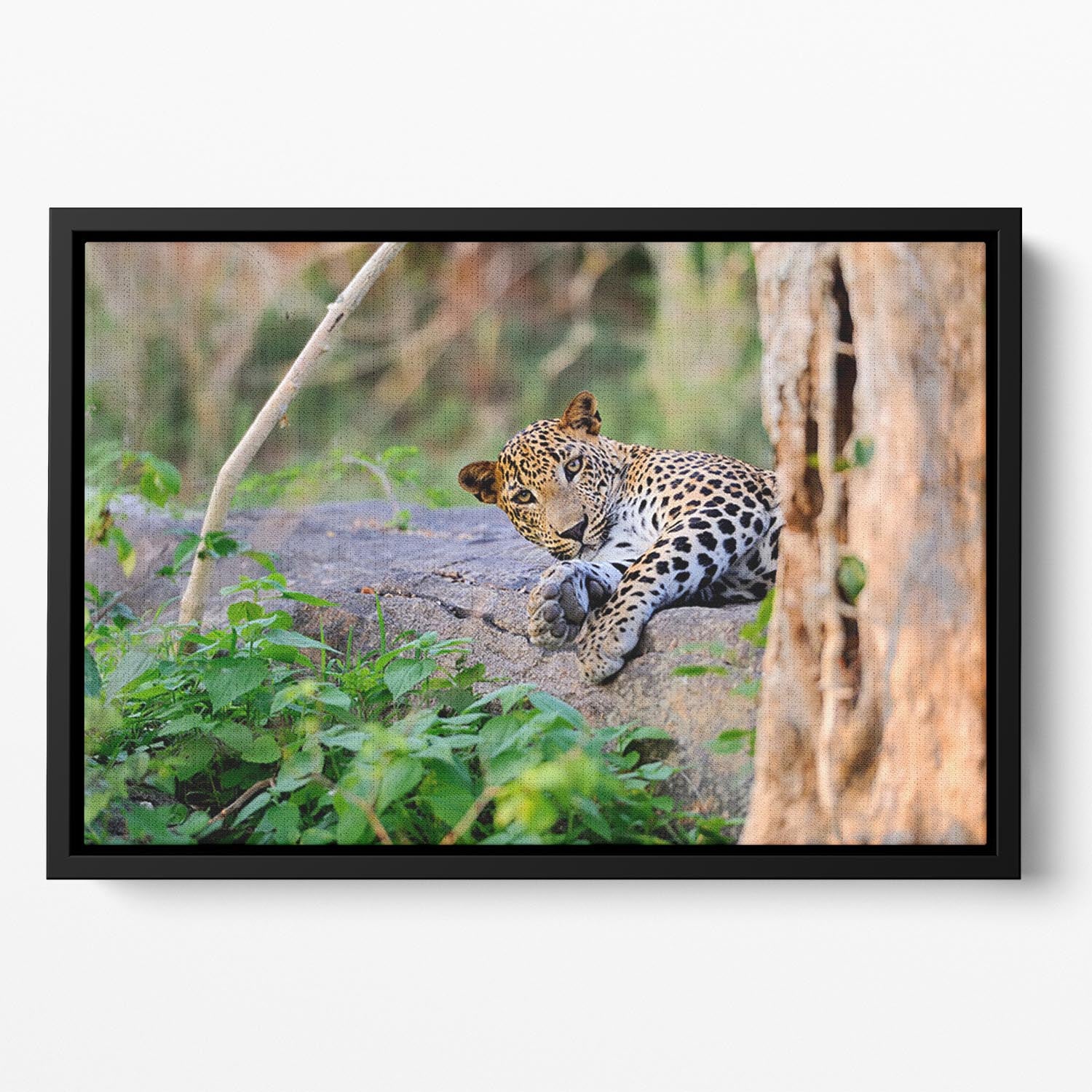 Leopard in the wild Floating Framed Canvas - Canvas Art Rocks - 2