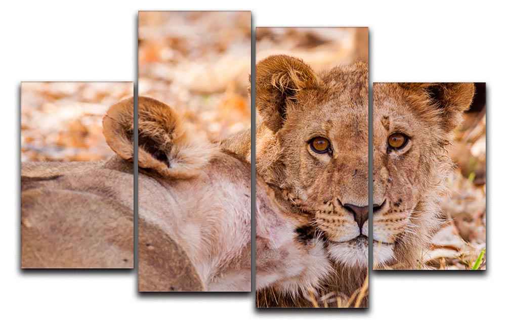Lion cub and mother 4 Split Panel Canvas - Canvas Art Rocks - 1