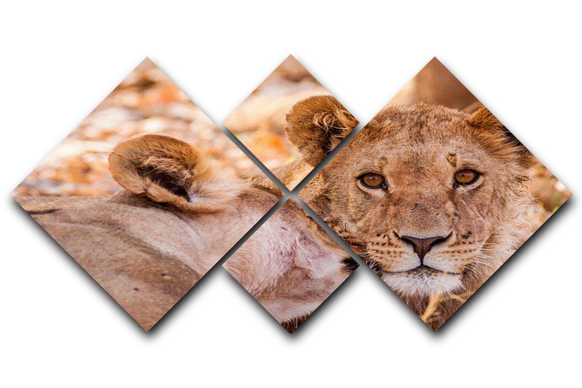 Lion cub and mother 4 Square Multi Panel Canvas - Canvas Art Rocks - 1