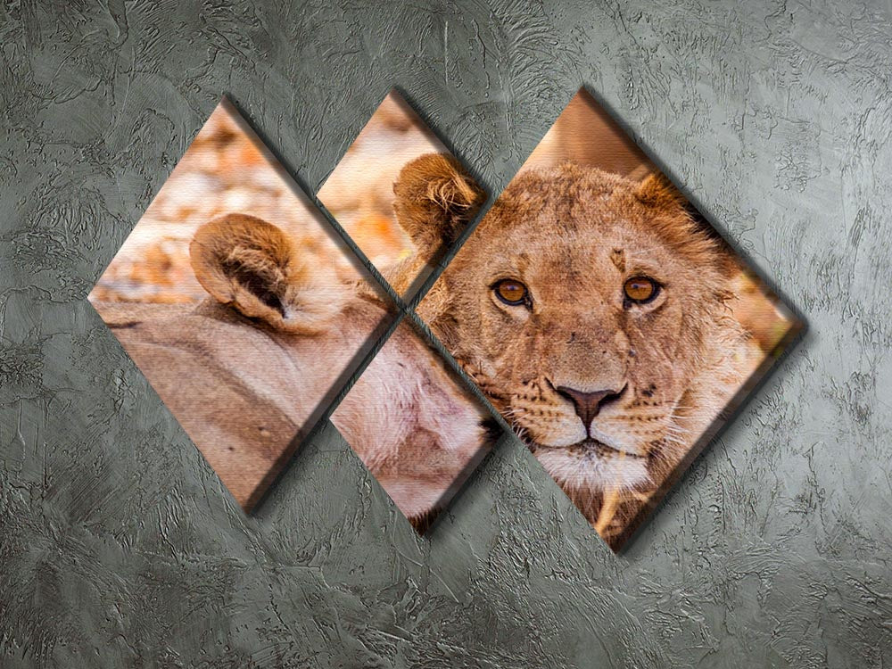 Lion cub and mother 4 Square Multi Panel Canvas - Canvas Art Rocks - 2