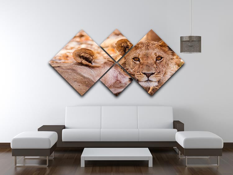 Lion cub and mother 4 Square Multi Panel Canvas - Canvas Art Rocks - 3