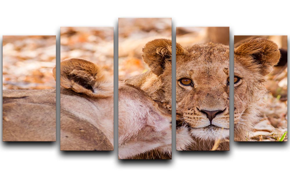 Lion cub and mother 5 Split Panel Canvas - Canvas Art Rocks - 1