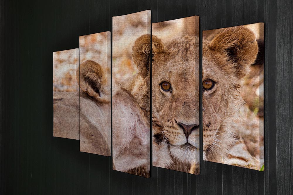 Lion cub and mother 5 Split Panel Canvas - Canvas Art Rocks - 2