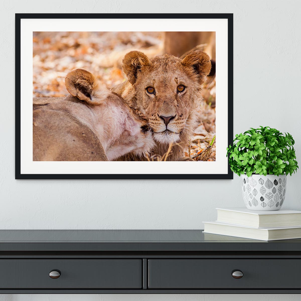 Lion cub and mother Framed Print - Canvas Art Rocks - 1