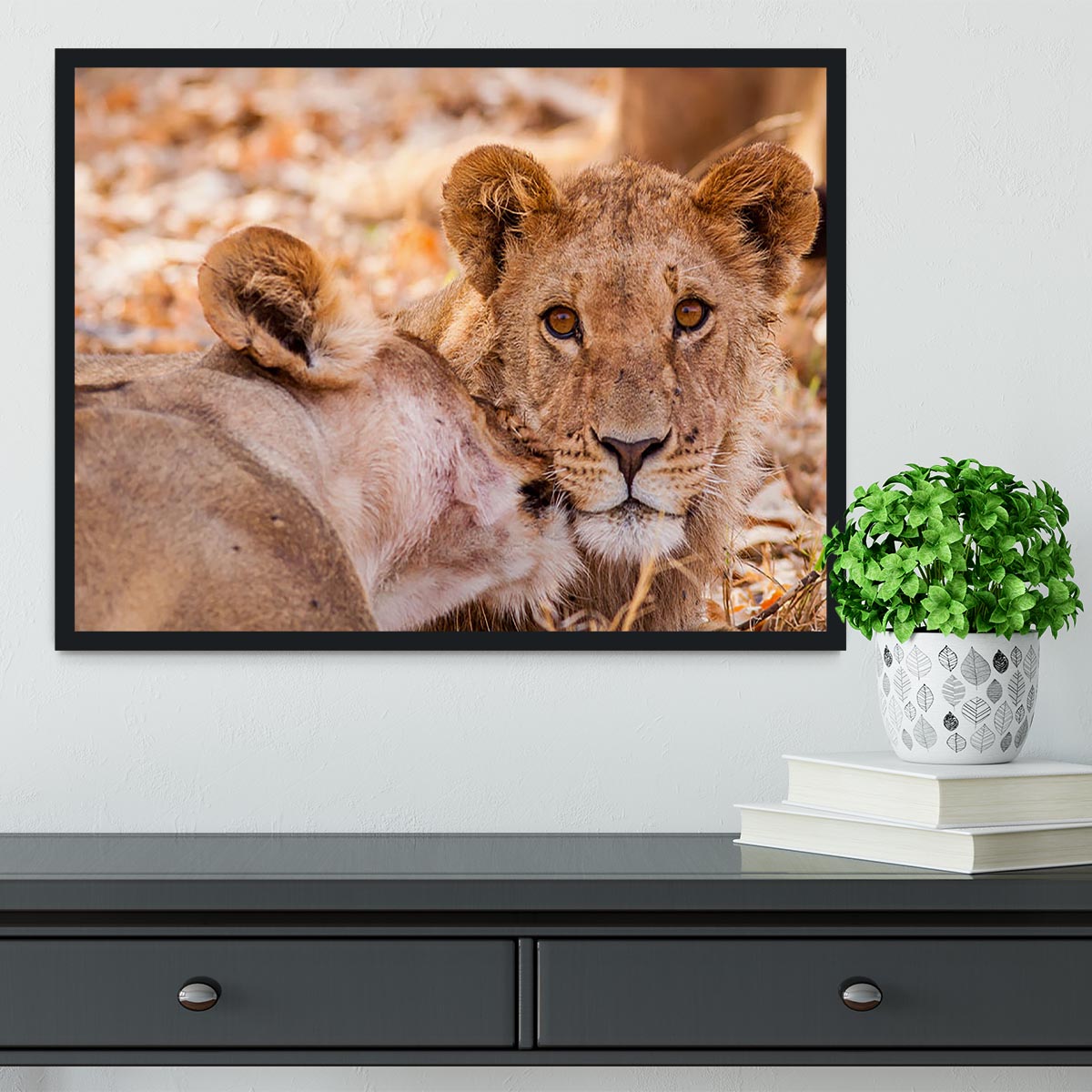 Lion cub and mother Framed Print - Canvas Art Rocks - 2