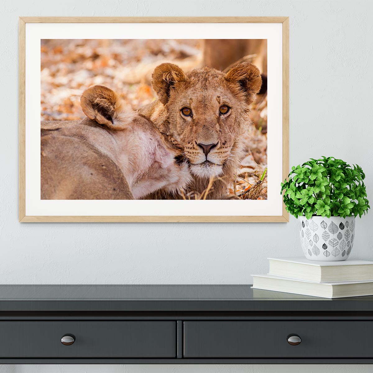 Lion cub and mother Framed Print - Canvas Art Rocks - 3