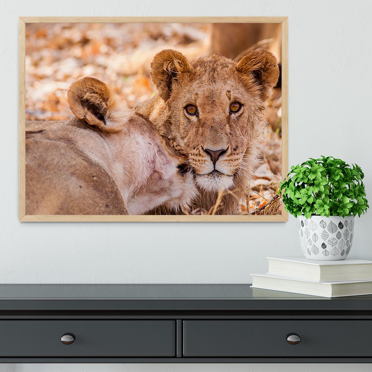 Lion cub and mother Framed Print - Canvas Art Rocks - 4