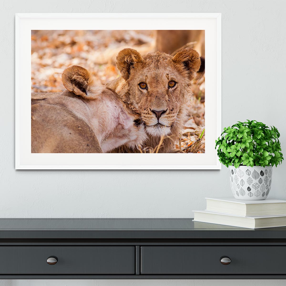 Lion cub and mother Framed Print - Canvas Art Rocks - 5