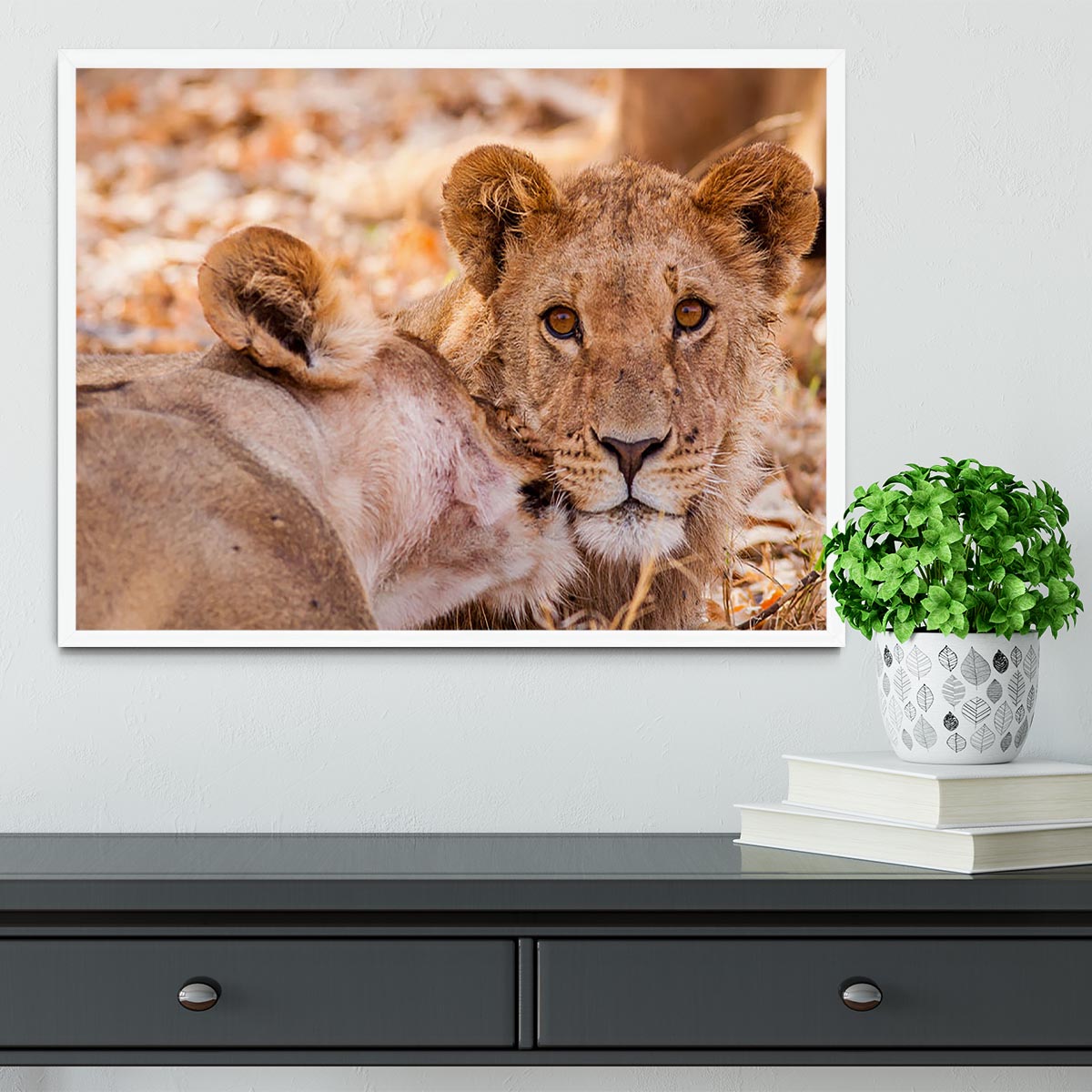 Lion cub and mother Framed Print - Canvas Art Rocks -6