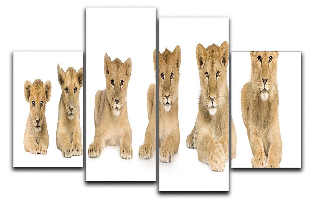 Lion cub growing 4 Split Panel Canvas - Canvas Art Rocks - 1