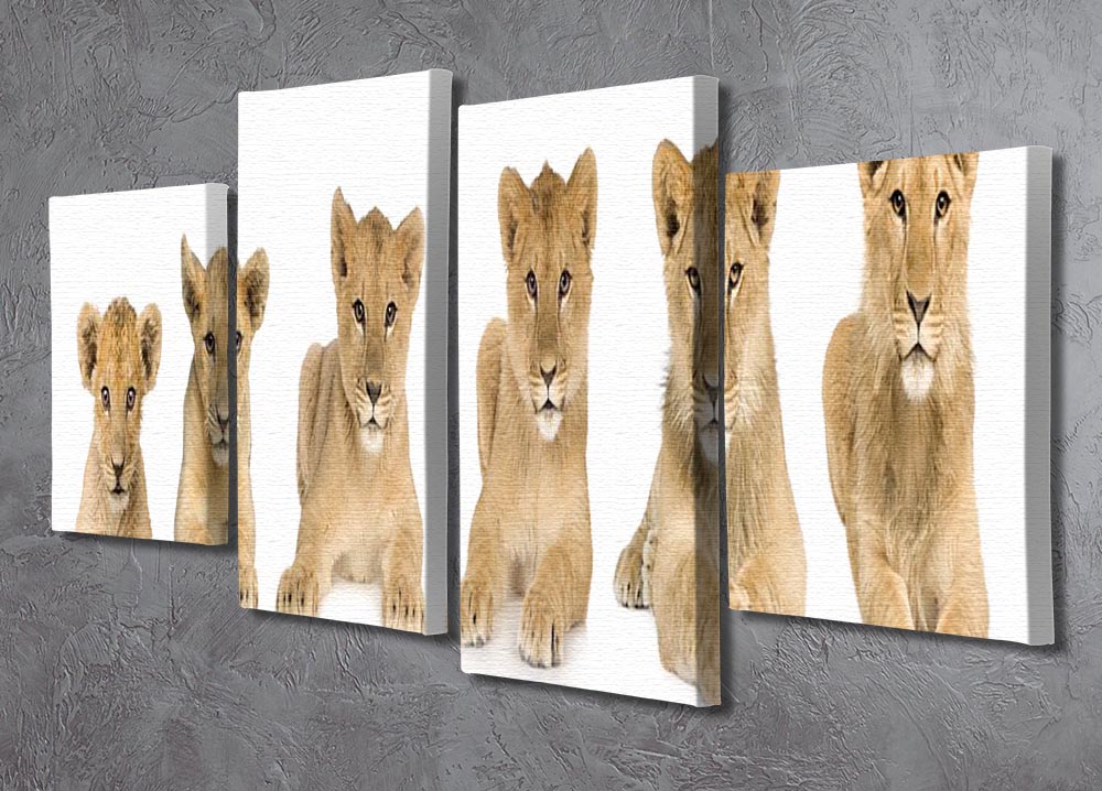 Lion cub growing 4 Split Panel Canvas - Canvas Art Rocks - 2