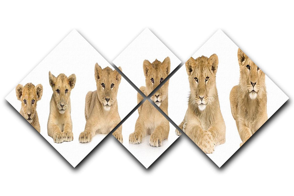 Lion cub growing 4 Square Multi Panel Canvas - Canvas Art Rocks - 1