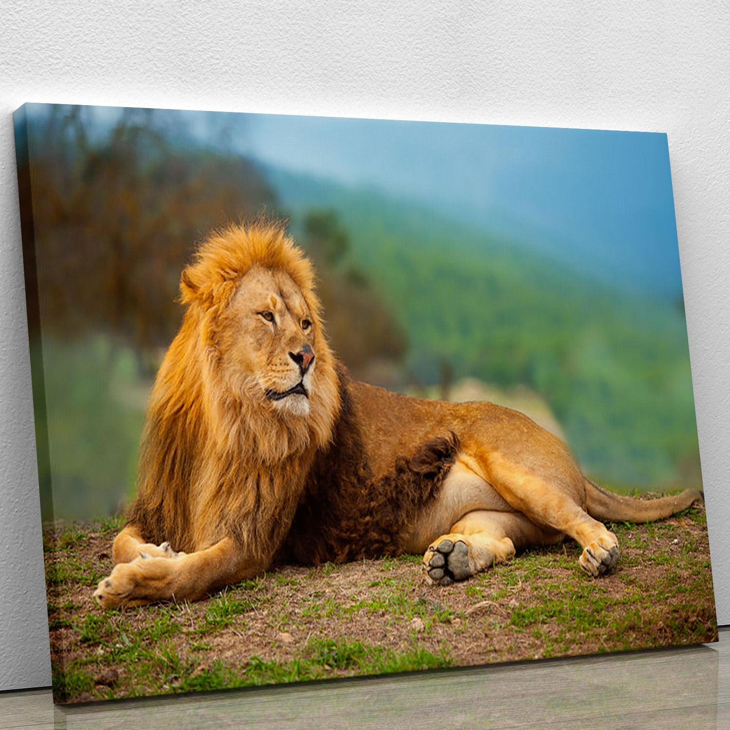 Lion male having a rest Canvas Print or Poster - Canvas Art Rocks - 1