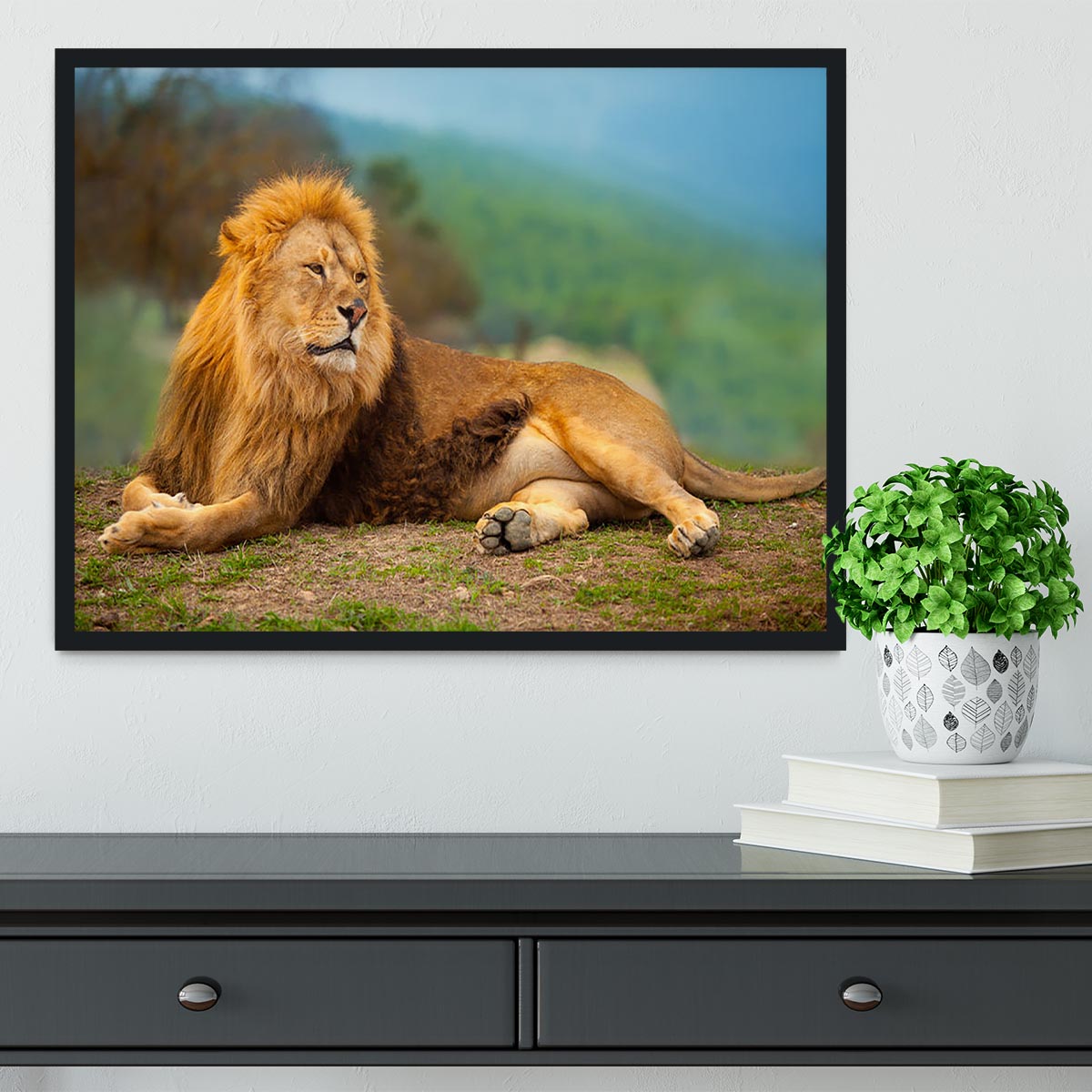 Lion male having a rest Framed Print - Canvas Art Rocks - 2