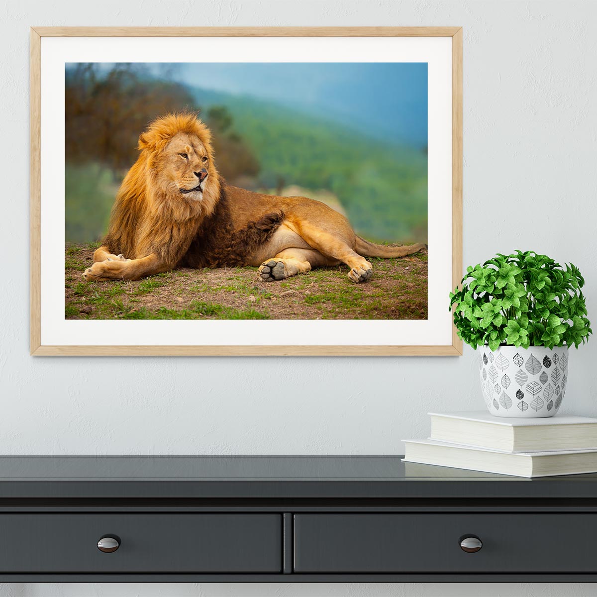 Lion male having a rest Framed Print - Canvas Art Rocks - 3
