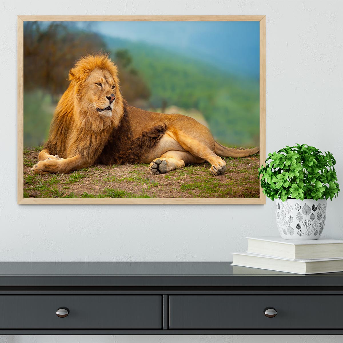 Lion male having a rest Framed Print - Canvas Art Rocks - 4
