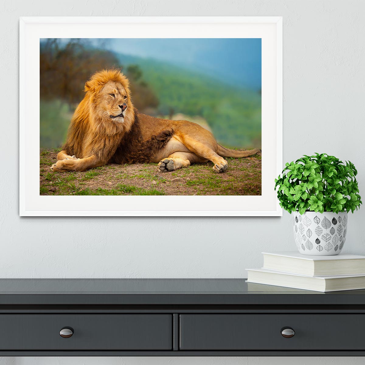Lion male having a rest Framed Print - Canvas Art Rocks - 5