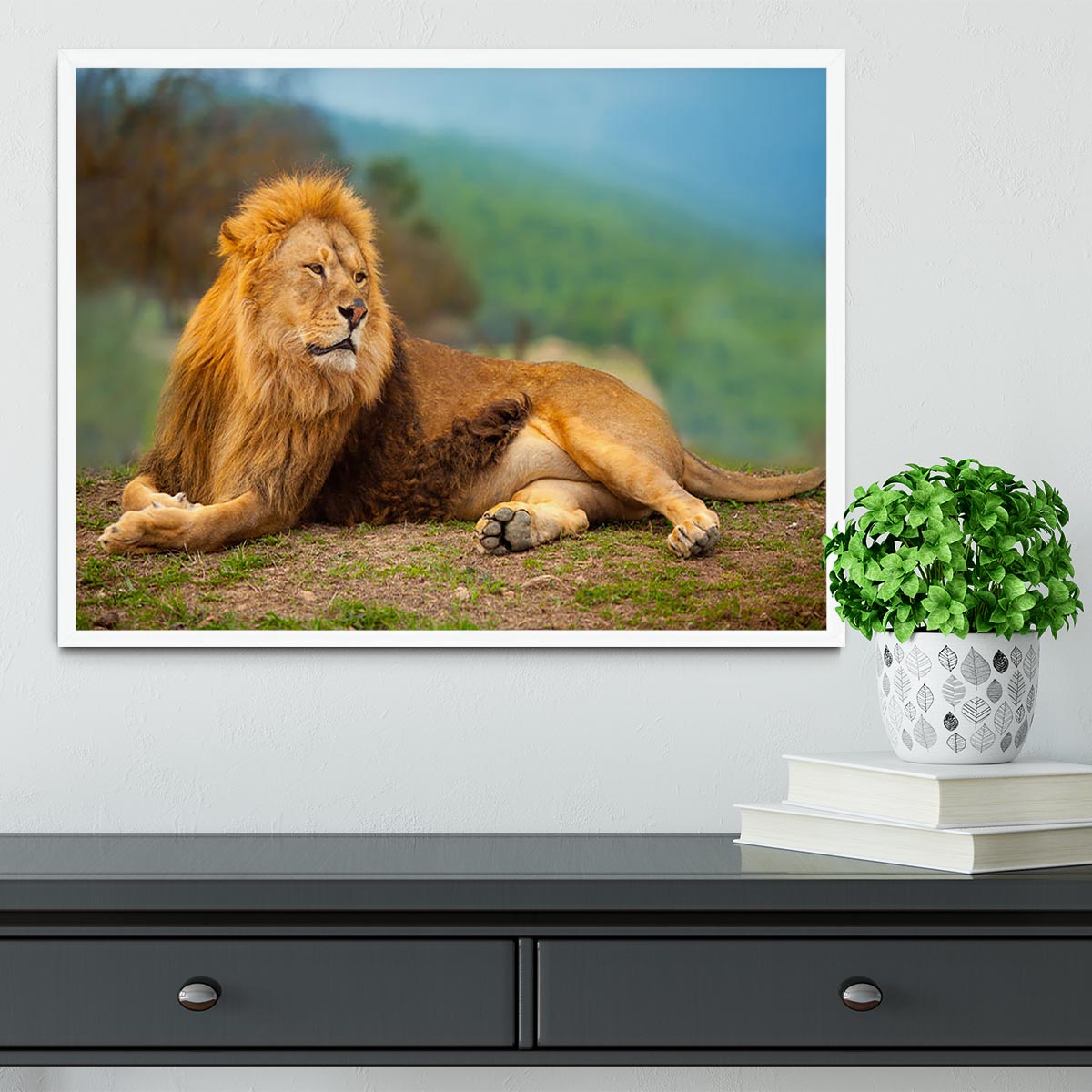 Lion male having a rest Framed Print - Canvas Art Rocks -6