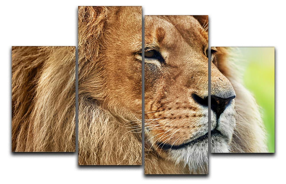Lion portrait on savanna 4 Split Panel Canvas - Canvas Art Rocks - 1