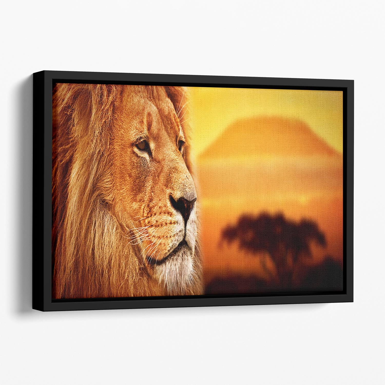 Lion portrait on savanna landscape Floating Framed Canvas - Canvas Art Rocks - 1