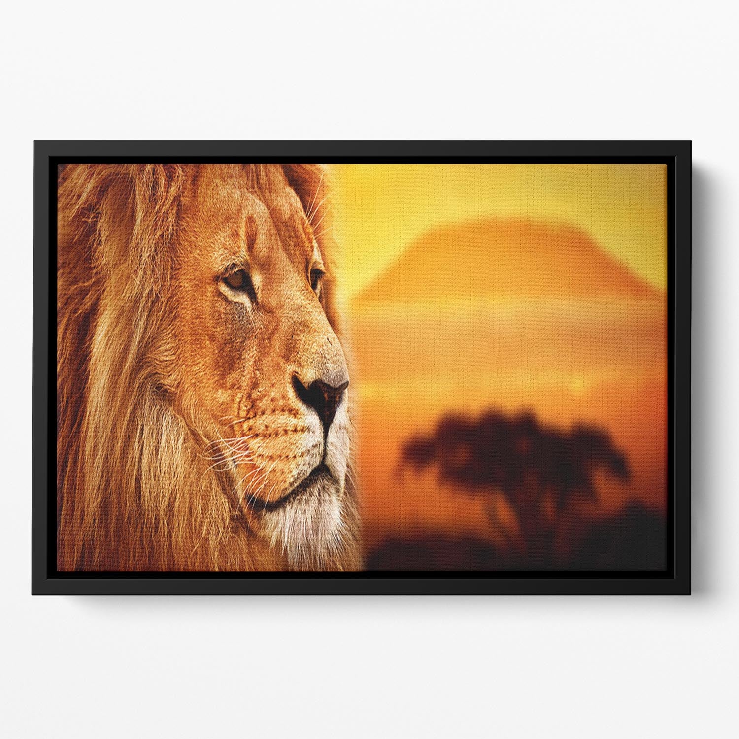 Lion portrait on savanna landscape Floating Framed Canvas - Canvas Art Rocks - 2