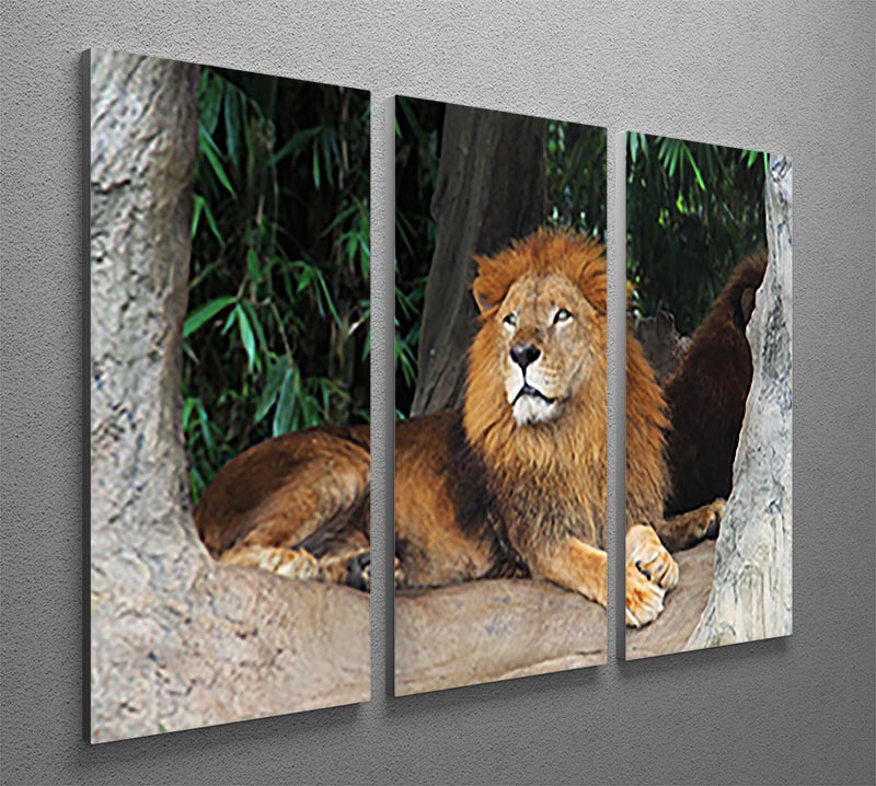 Lion resting on a tree 3 Split Panel Canvas Print - Canvas Art Rocks - 2