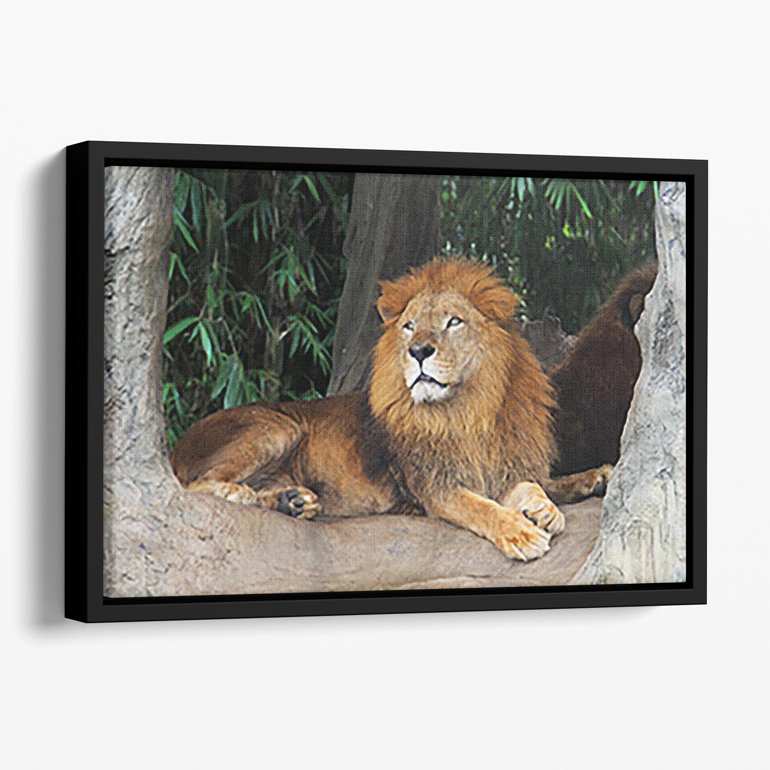 Lion resting on a tree Floating Framed Canvas - Canvas Art Rocks - 1