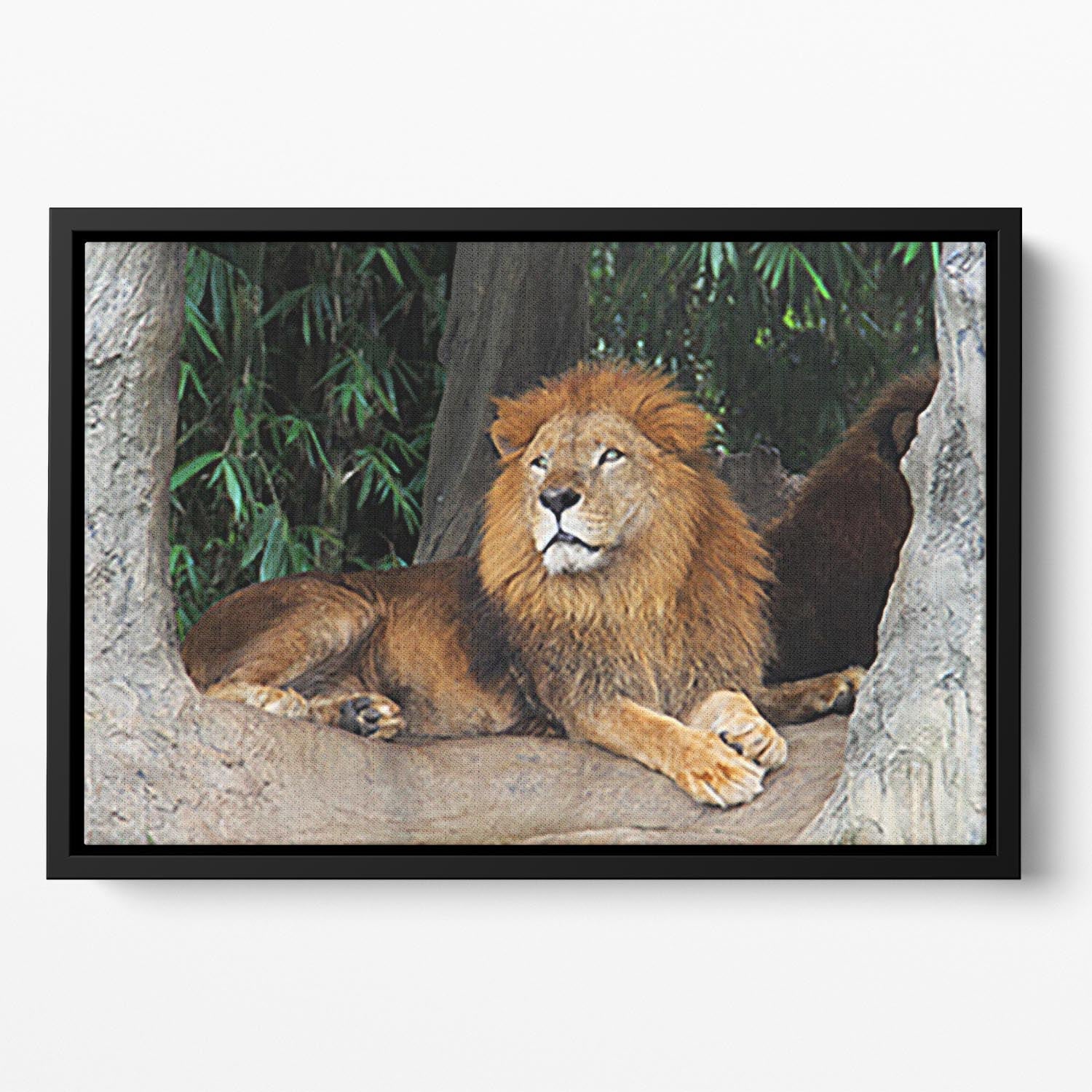 Lion resting on a tree Floating Framed Canvas - Canvas Art Rocks - 2