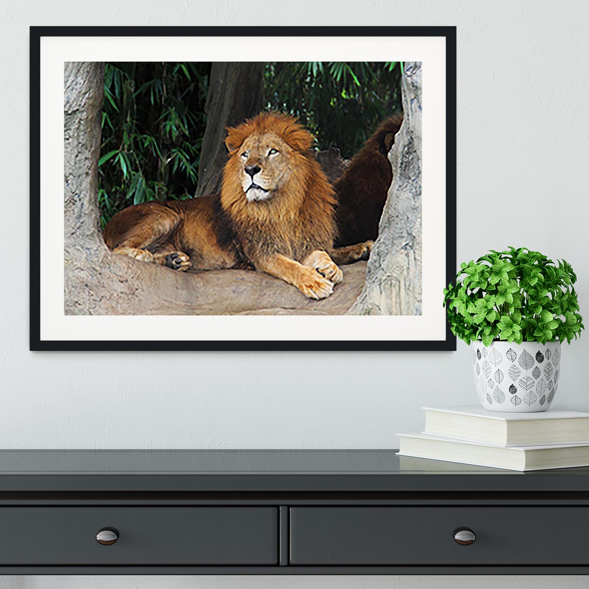 Lion resting on a tree Framed Print - Canvas Art Rocks - 1