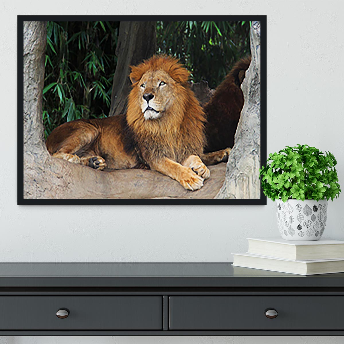 Lion resting on a tree Framed Print - Canvas Art Rocks - 2