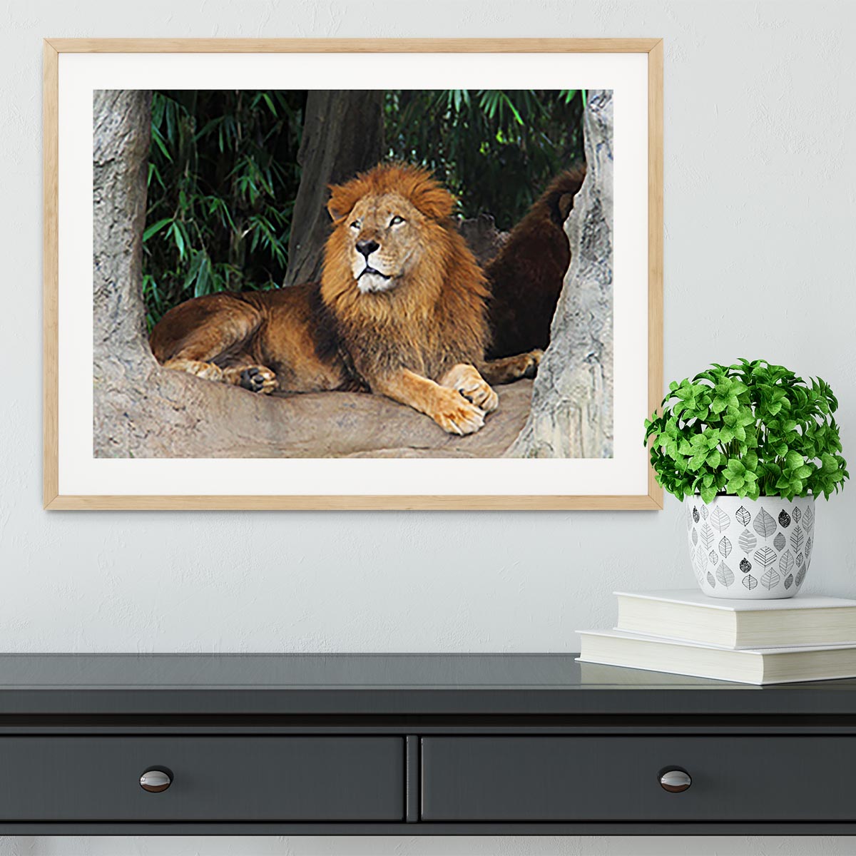 Lion resting on a tree Framed Print - Canvas Art Rocks - 3