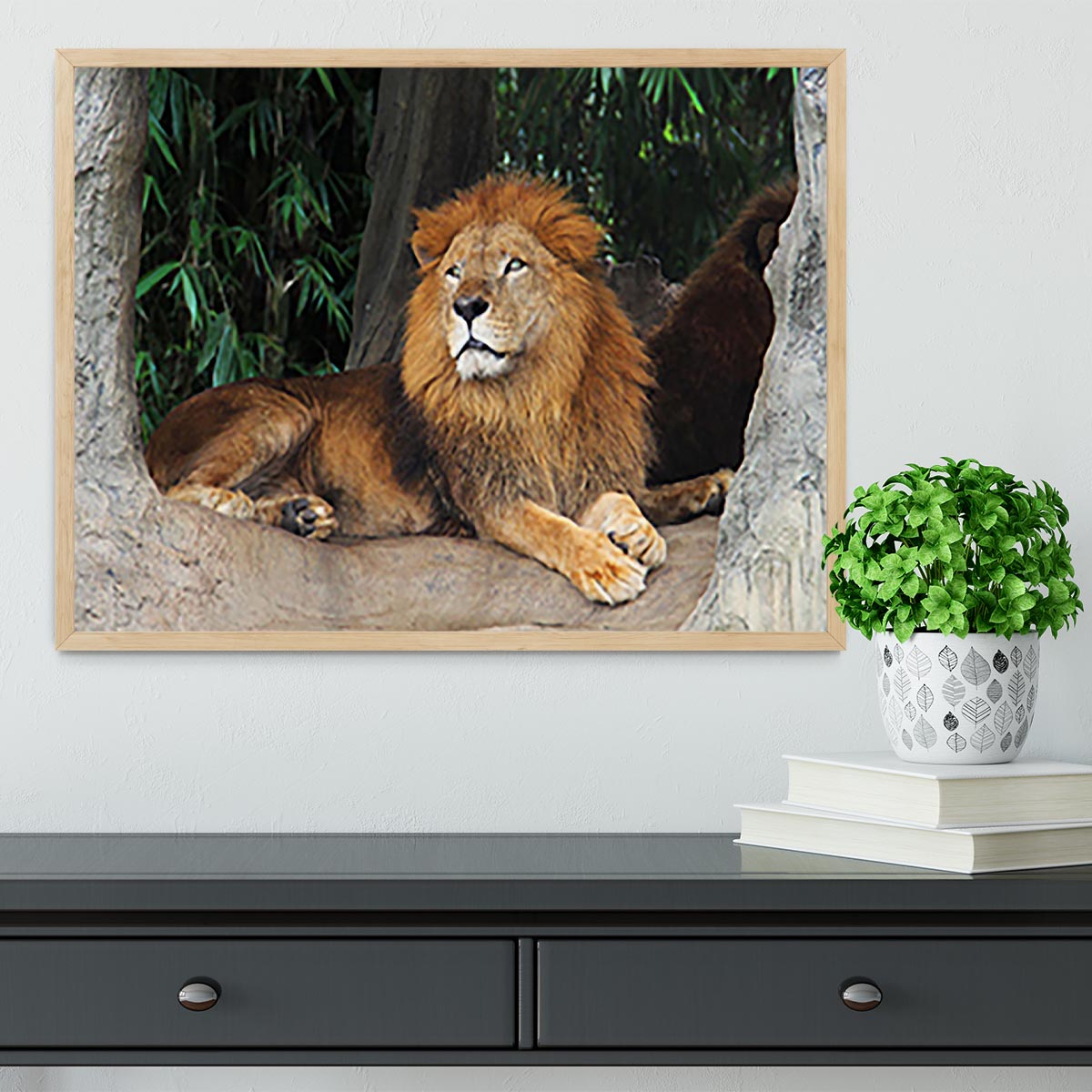 Lion resting on a tree Framed Print - Canvas Art Rocks - 4