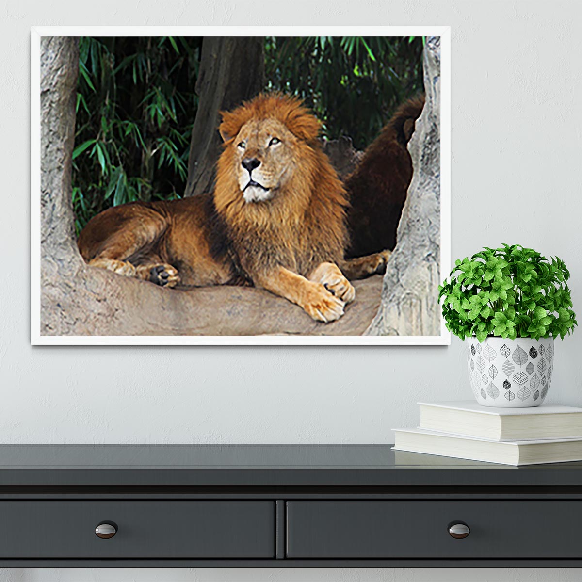 Lion resting on a tree Framed Print - Canvas Art Rocks -6
