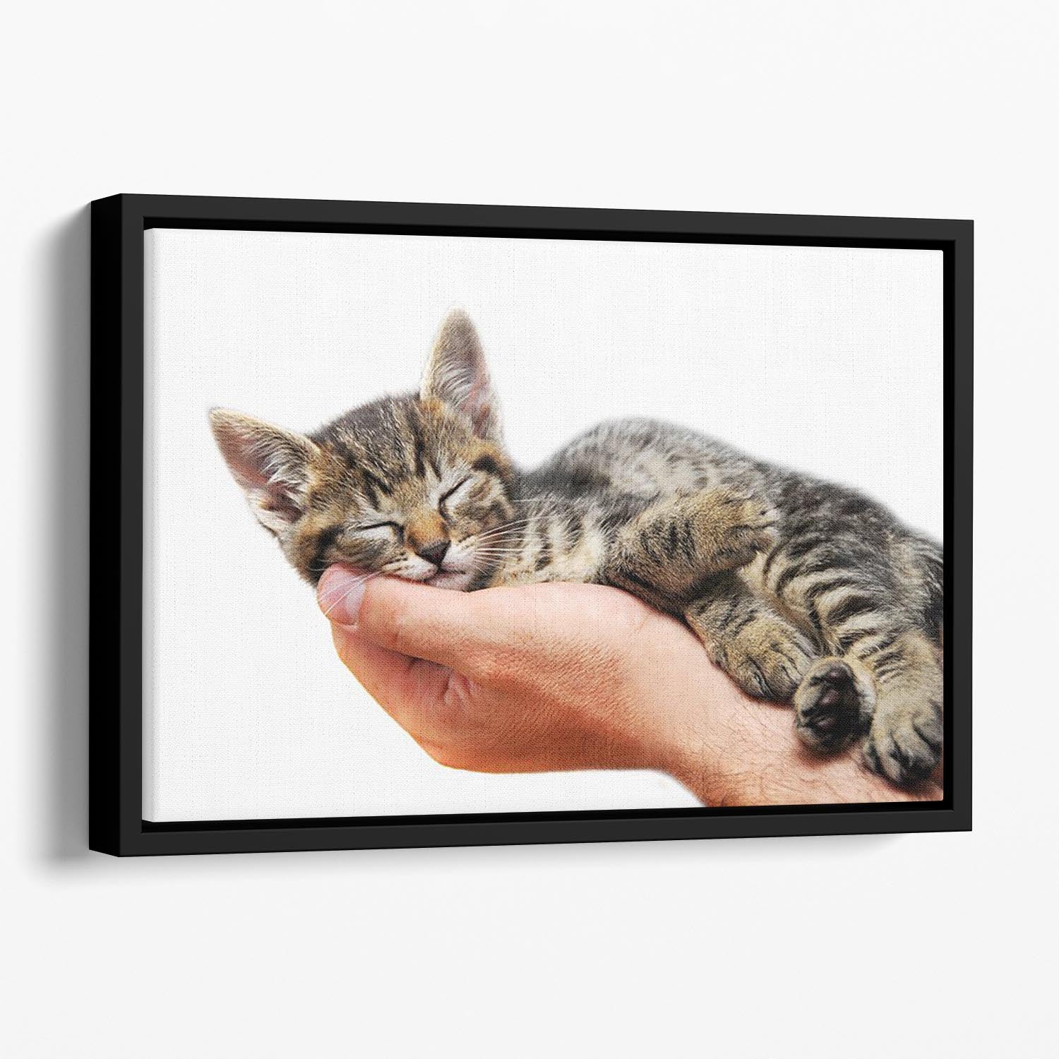 Little baby cat sleeping in male arms Floating Framed Canvas - Canvas Art Rocks - 1